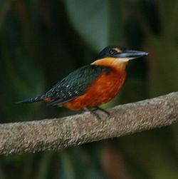 Chloroceryle inda