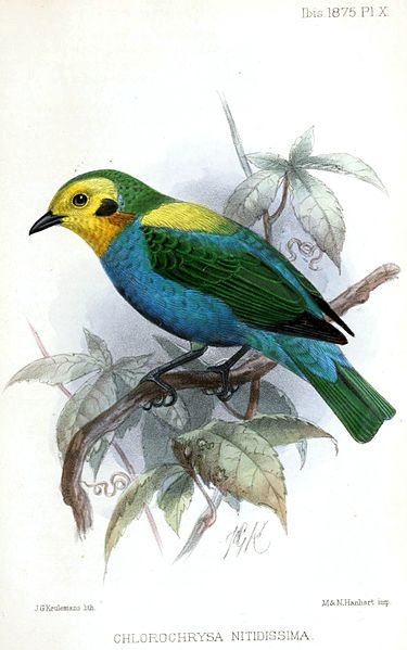 Chlorochrysa nitidissima