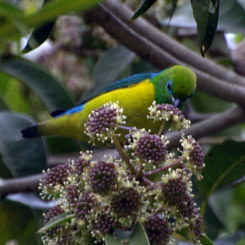 Chlorophonia cyanea