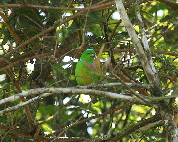 Chlorophonia occipitalis