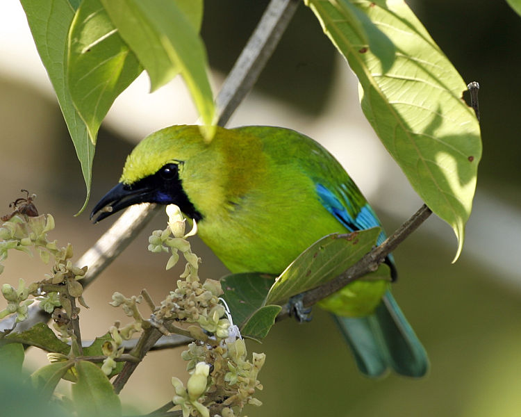 Chloropsis cochinchinensis