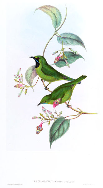 Chloropsis cyanopogon