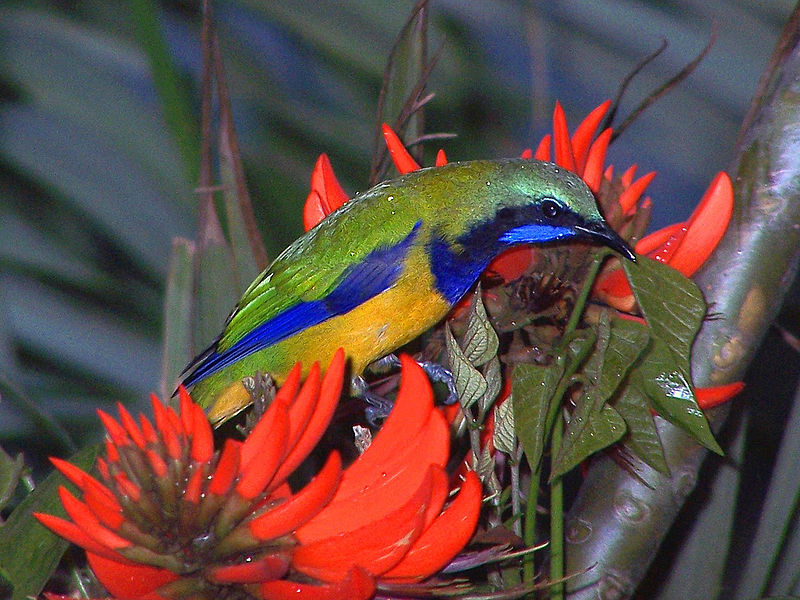 Chloropsis hardwickii