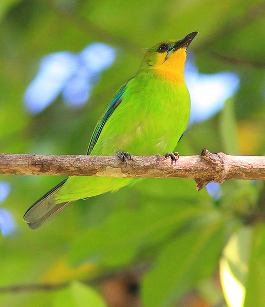 Chloropsis palawanensis