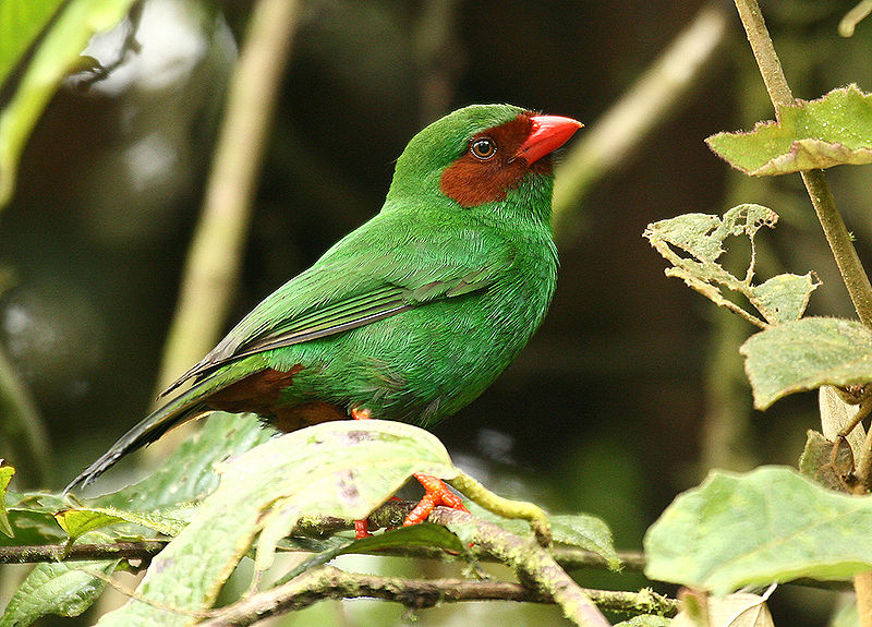 Chlorornis riefferii