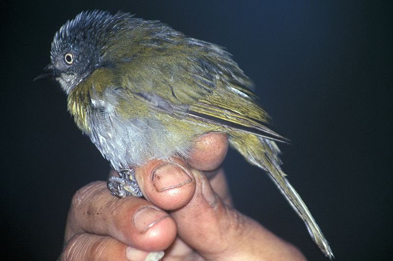 Chlorospingus flavopectus