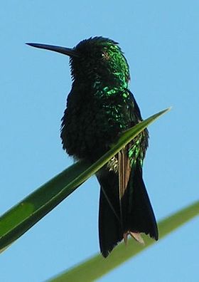 Chlorostilbon mellisugus