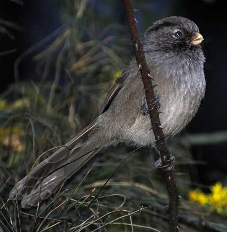Cholornis unicolor