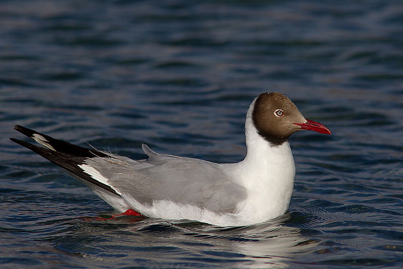 Chroicocephalus brunnicephalus