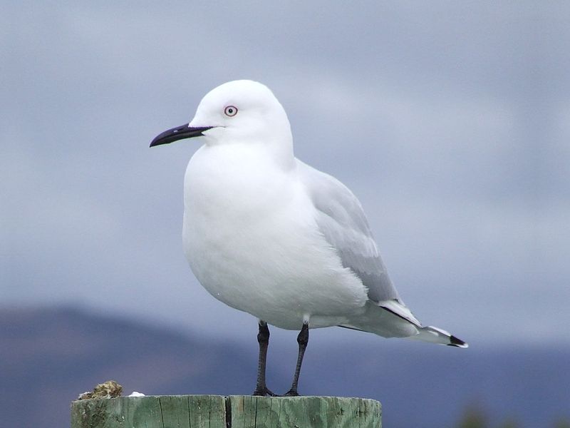 Chroicocephalus bulleri