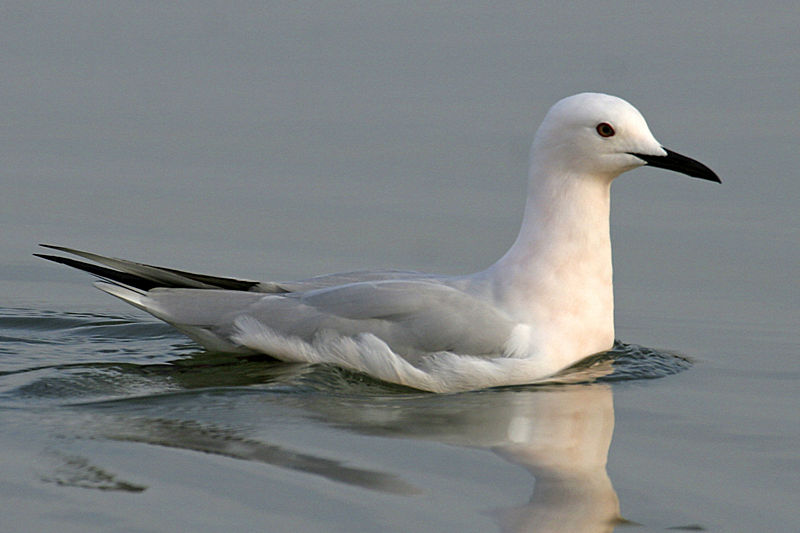 Chroicocephalus genei