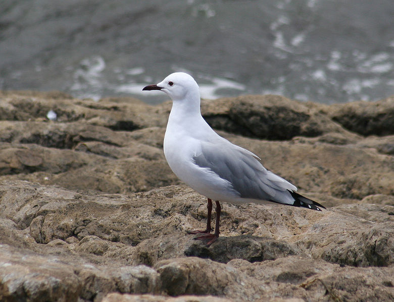 Chroicocephalus hartlaubii