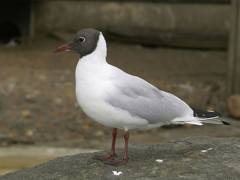 Chroicocephalus ridibundus