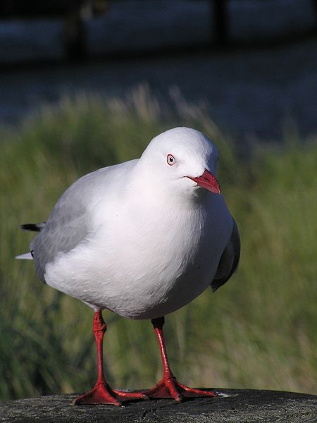 Chroicocephalus scopulinus