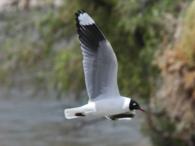 Chroicocephalus serranus