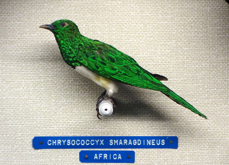 Chrysococcyx cupreus
