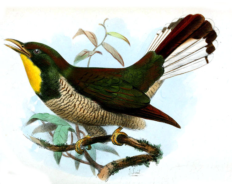 Chrysococcyx flavigularis