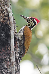 Chrysocolaptes lucidus