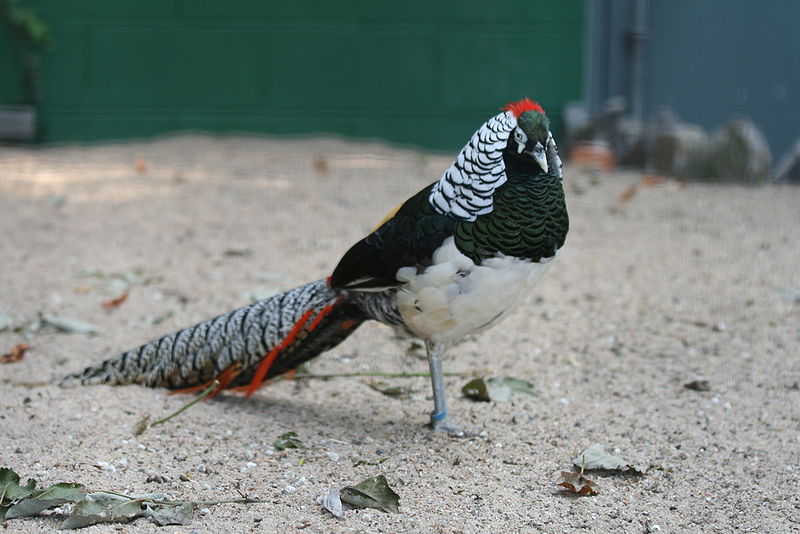 Chrysolophus amherstiae