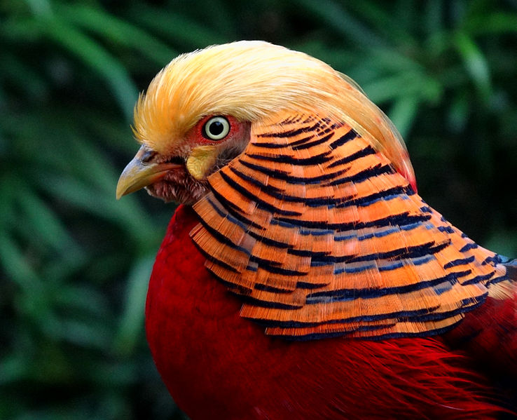 Chrysolophus pictus