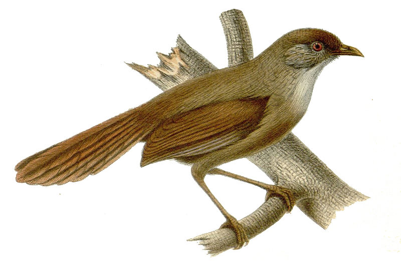 Chrysomma poecilotis