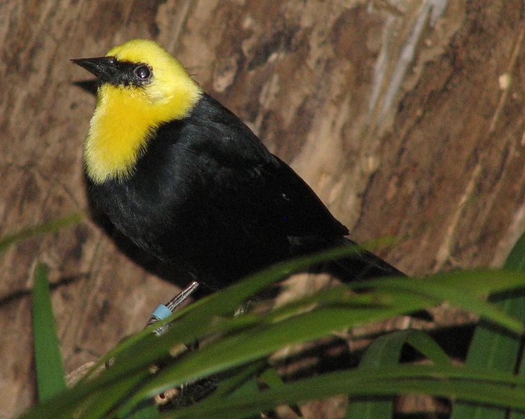 Chrysomus icterocephalus