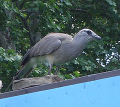 Chunga burmeisteri