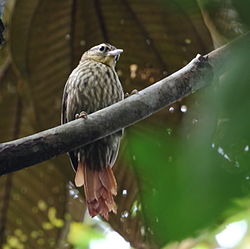 Cichlocolaptes leucophrus