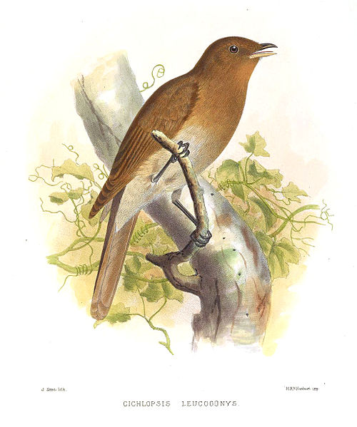 Cichlopsis leucogenys