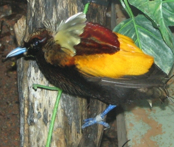 Cicinnurus magnificus