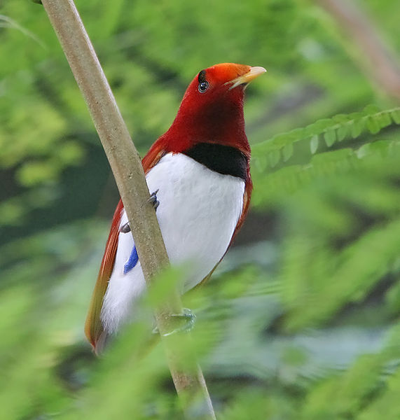 Cicinnurus regius