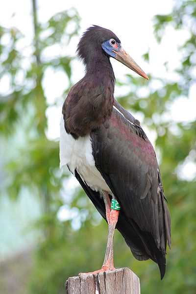 Ciconia abdimii