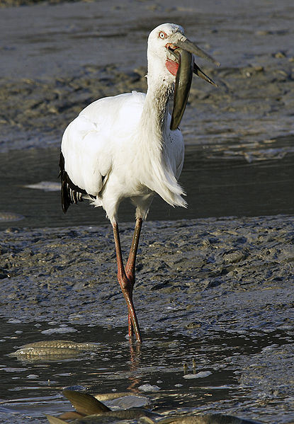 Ciconia boyciana