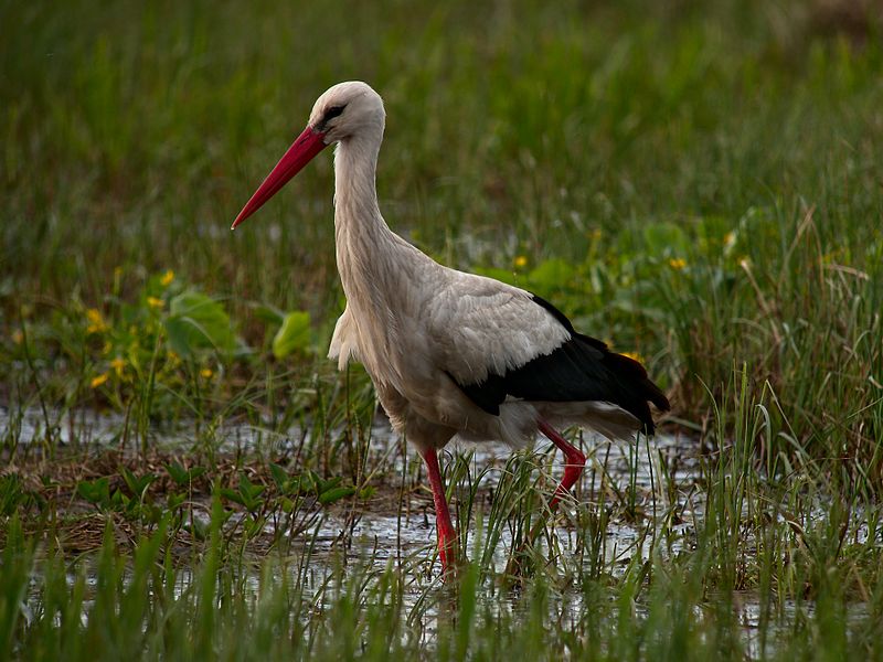 Ciconia ciconia