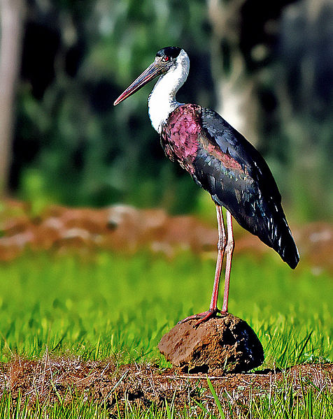 Ciconia episcopus