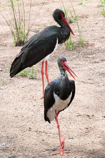 Ciconia nigra