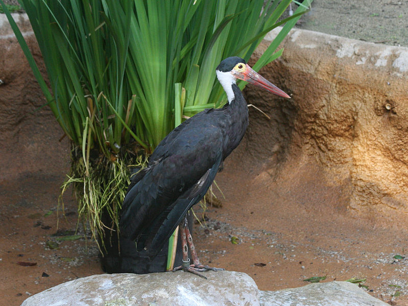 Ciconia stormi