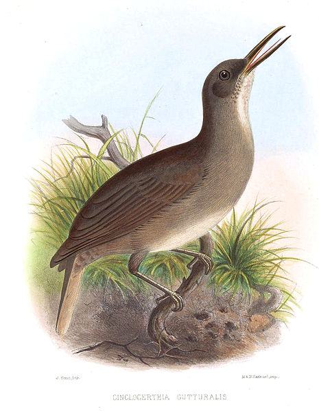 Cinclocerthia gutturalis