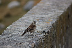 Cinclodes albiventris