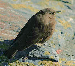 Cinclodes antarcticus