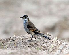 Cinclodes fuscus