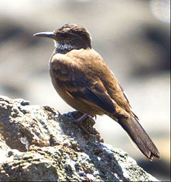 Cinclodes nigrofumosus