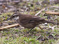 Cinclodes olrogi