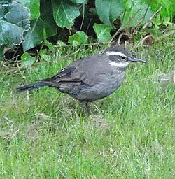 Cinclodes oustaleti
