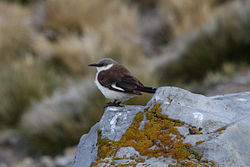 Cinclodes palliatus