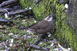 Cinclodes patagonicus