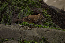 Cinclodes taczanowskii