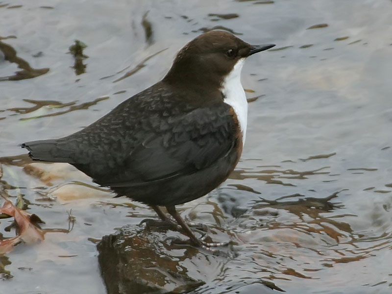 Cinclus cinclus