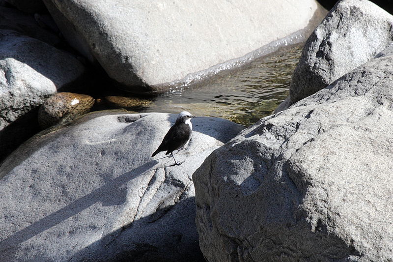 Cinclus leucocephalus