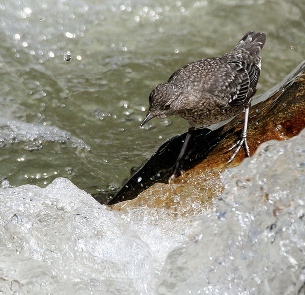 Cinclus pallasii